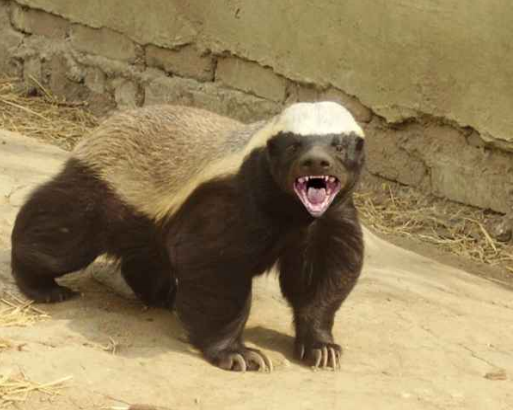 Image result for world's largest weasel