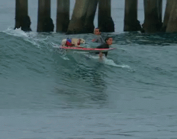 dogs-dog-surfing.gif