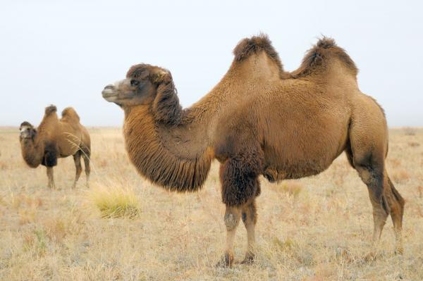 Bactrian camel | Adaptations, Range, & Facts | Britannica