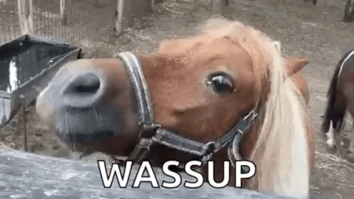 funny-horse-wassup-69p6oclza8fl5qd8.gif
