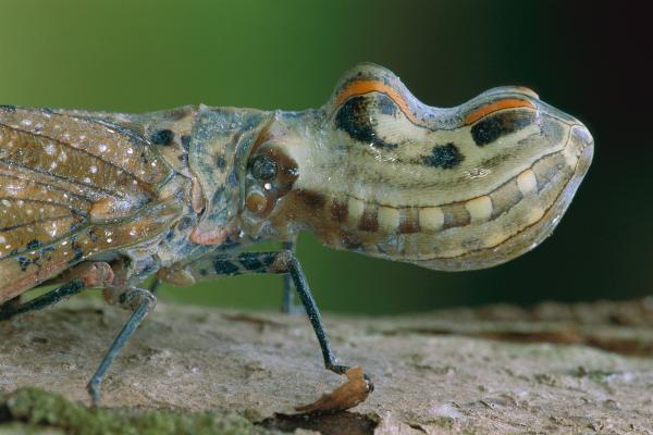 Meet the Bug That Armors Itself With Shells