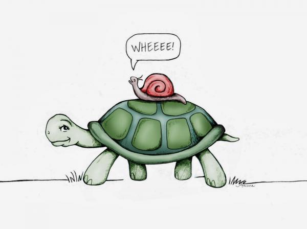 Image result for snail on turtle's back image