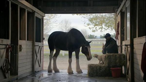 Budweiser's Lost Dog | Clydesdale horses, Budweiser commercial, Horses