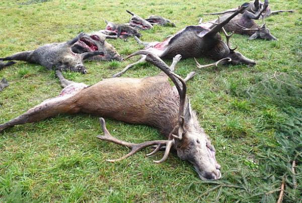 successful hunting shooted deers and wild boars dead deer stock pictures, royalty-free photos & images