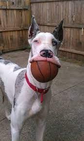 Baller - I Has A Hotdog - Dog Pictures - Funny pictures of dogs - Dog Memes  - Puppy pictures - doge