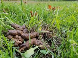 Massive brown dog poop turd shit pile on green grass in the backyard Stock  Photo | Adobe Stock