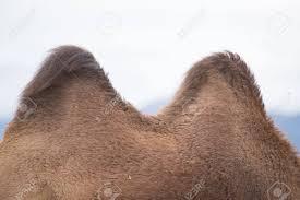 Camel's Humps On The Back Stock Photo, Picture And Royalty Free Image.  Image 26520326.