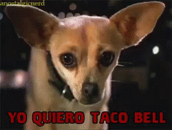 Taco Bell GIF - Yo Quiero Taco Bell Dog - Discover & Share GIFs