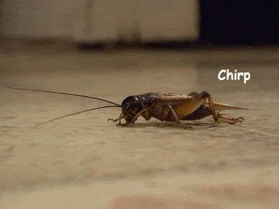 Crickets GIFs - Get the best GIF on GIPHY