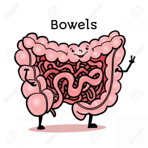 Image result for bowels