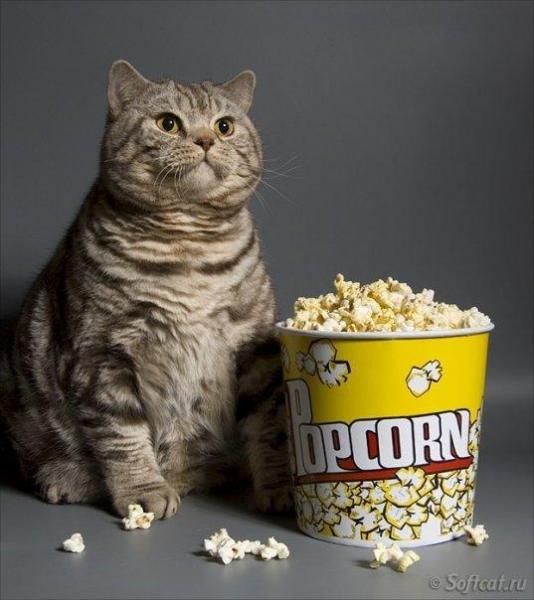 fat-cat-with-popcorn (1).jpg