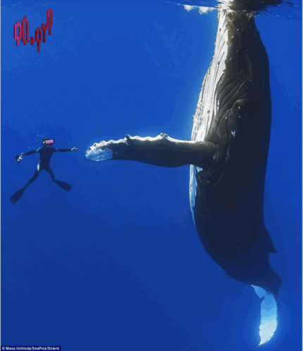 image.gif.95b14762a5e4e1f86aeb3e6222e5f38e.gif